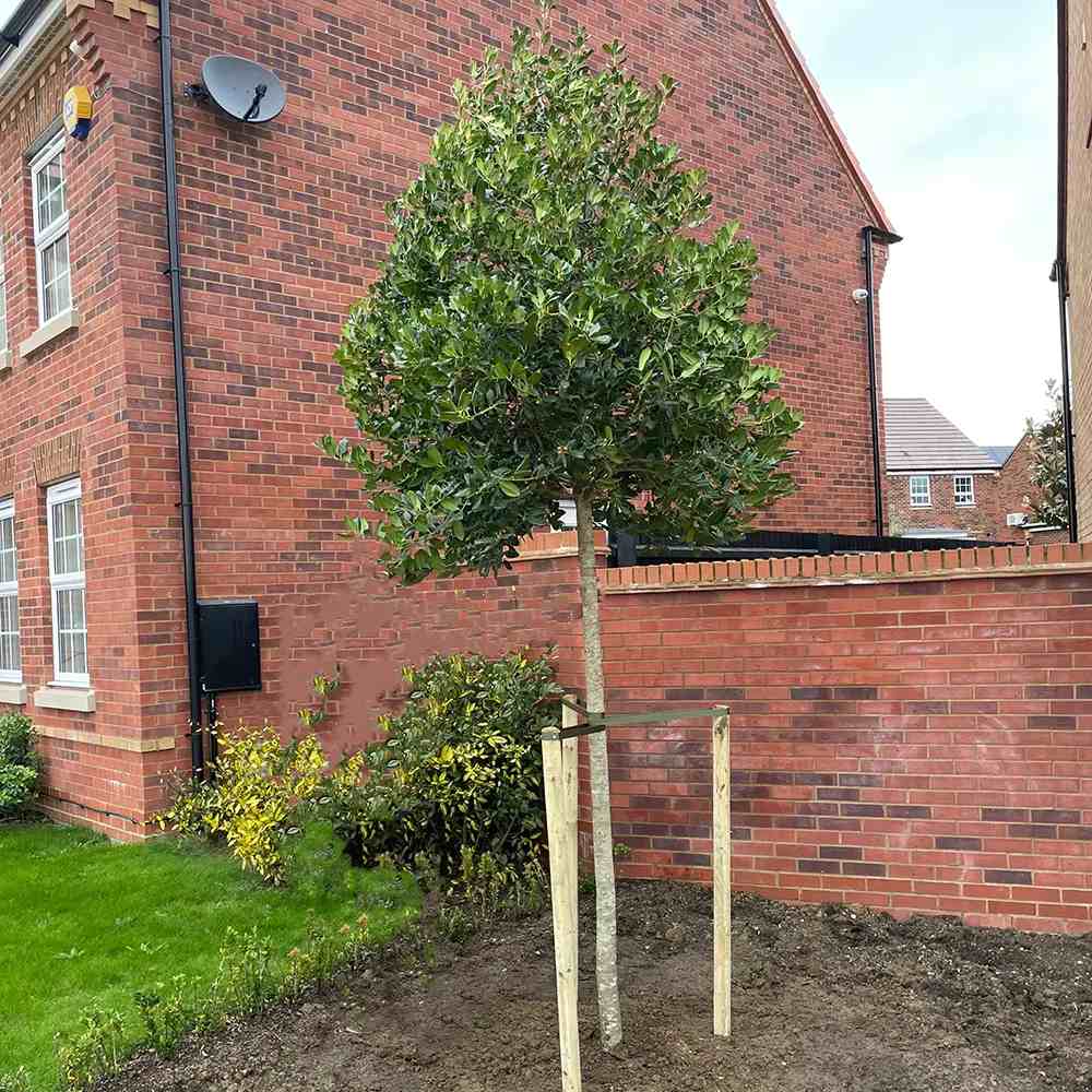 Laur Japonez (Ilex) Nellie R. Stevens, copac ornamental vesnic verde cu fructe rosii decorative, crestere rapida
