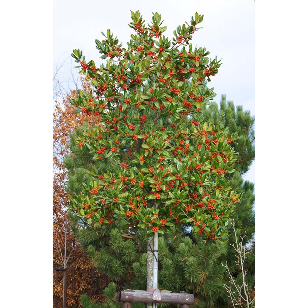 Laur Japonez (Ilex) Nellie R. Stevens, copac ornamental vesnic verde cu fructe rosii decorative, crestere rapida