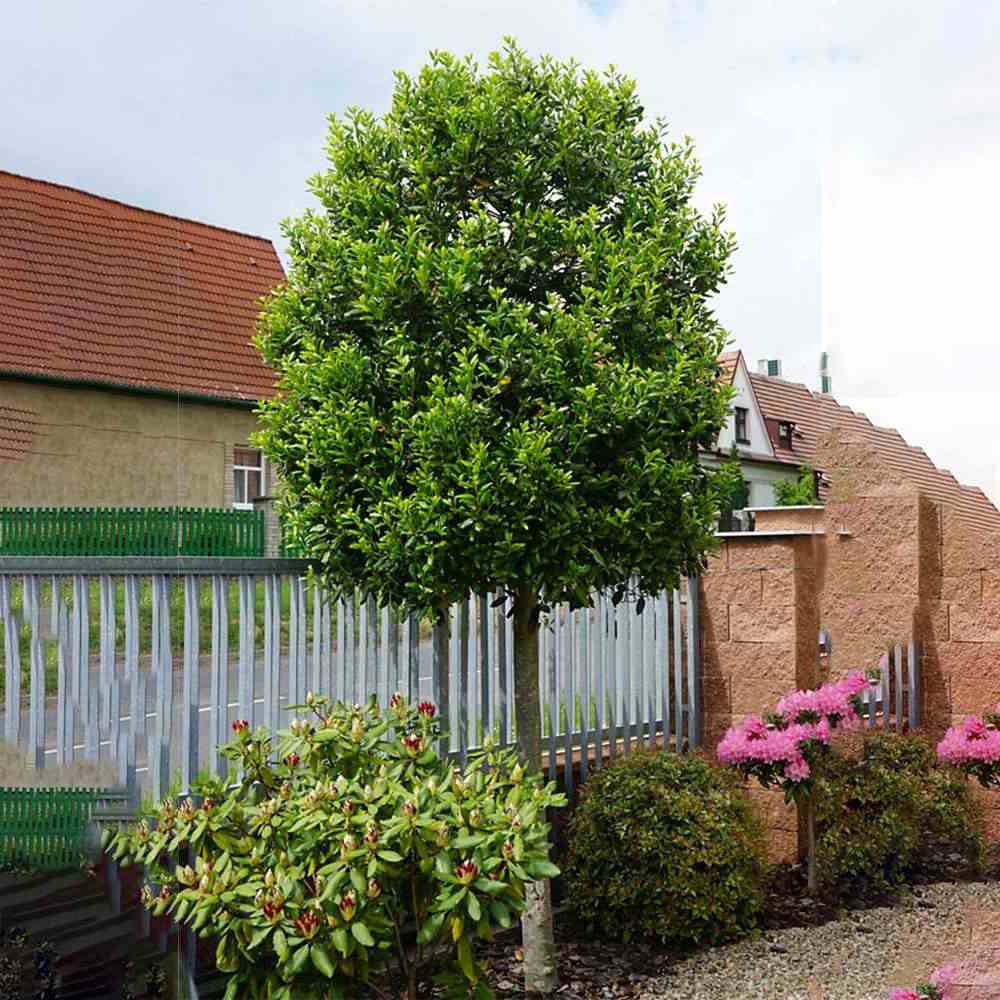 Laur Japonez (Ilex) Nellie R. Stevens, copac ornamental vesnic verde cu fructe rosii decorative, crestere rapida