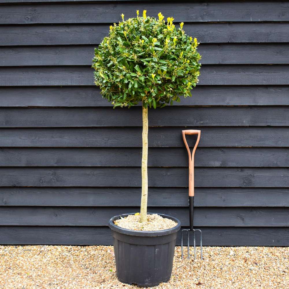 Laur Japonez (Ilex) Nellie R. Stevens, copac ornamental vesnic verde cu fructe rosii decorative, crestere rapida