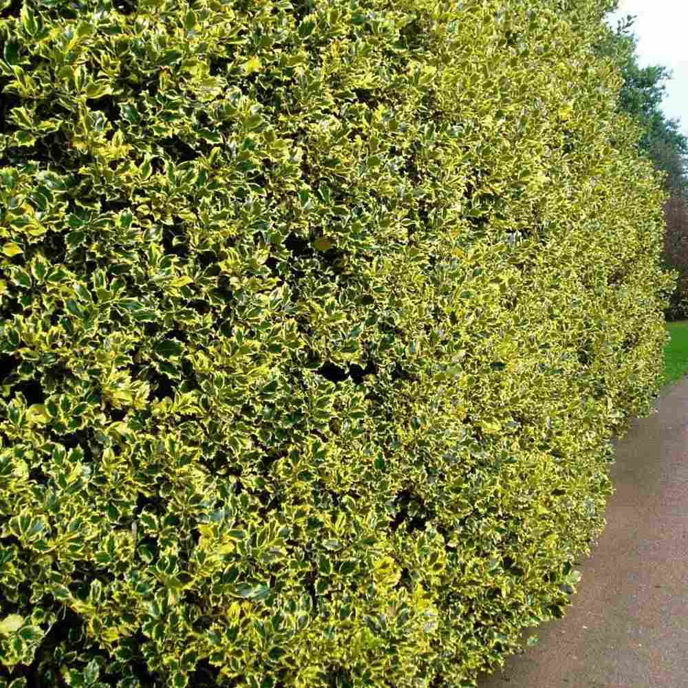 Laur Japonez Golden King, arbust vesnic verde variegat cu frunzis auriu-verde, gard viu decorativ