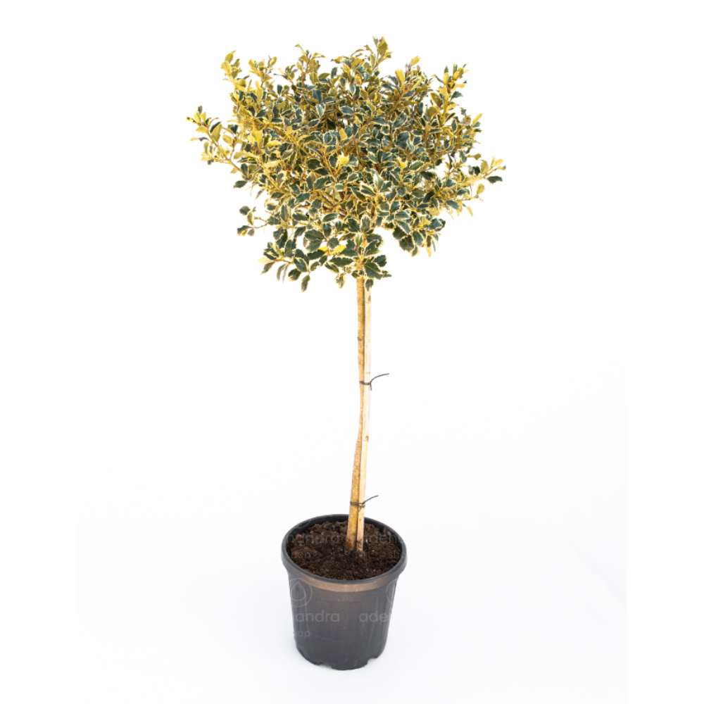 Laur Japonez (Ilex) Argentea Marginata Tip Copacel, vesnic verde, frunze pestrite argintii, fructe rosii decorative, decor iarna
