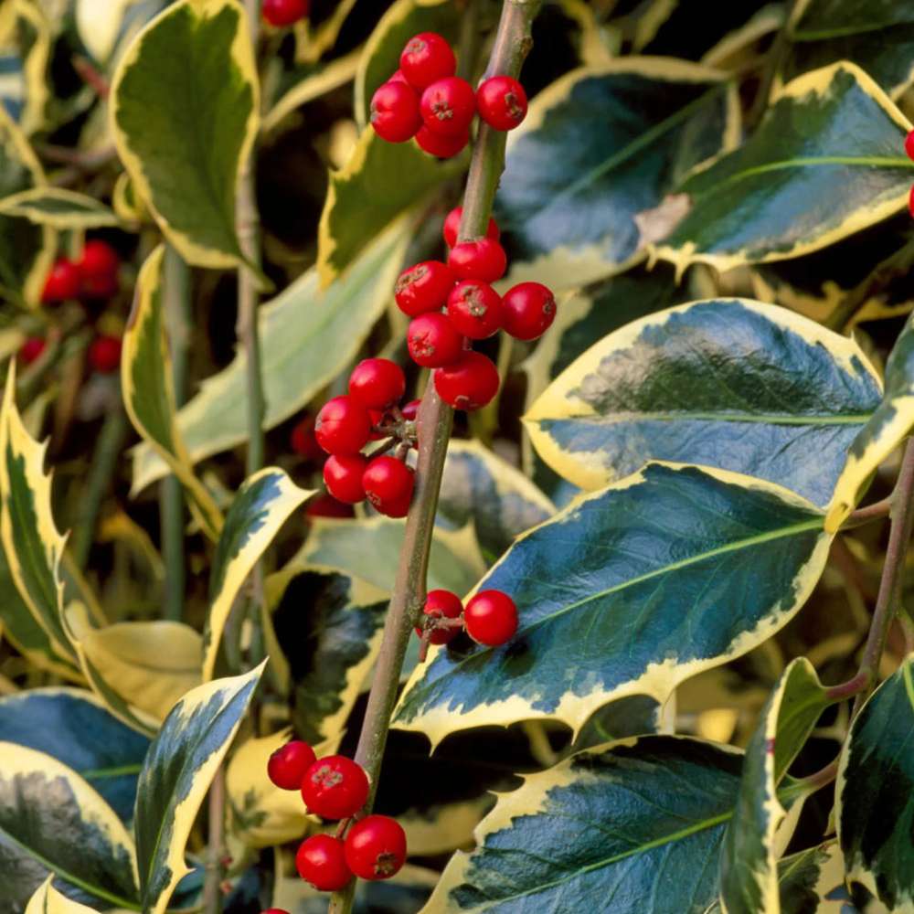 Laur Japonez (Ilex) Argentea Marginata Tip Copacel, vesnic verde, frunze pestrite argintii, fructe rosii decorative, decor iarna