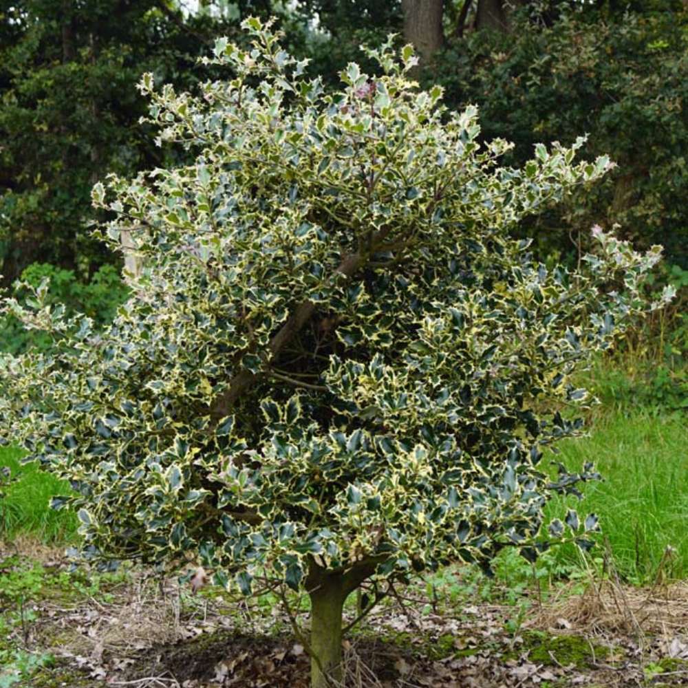 Laur Japonez (Ilex) Argentea Marginata Tip Copacel, vesnic verde, frunze pestrite argintii, fructe rosii decorative, decor iarna