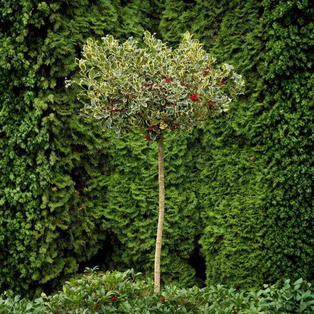 Laur Japonez (Ilex) Argentea Marginata Tip Copacel, vesnic verde, frunze pestrite argintii, fructe rosii decorative, decor iarna