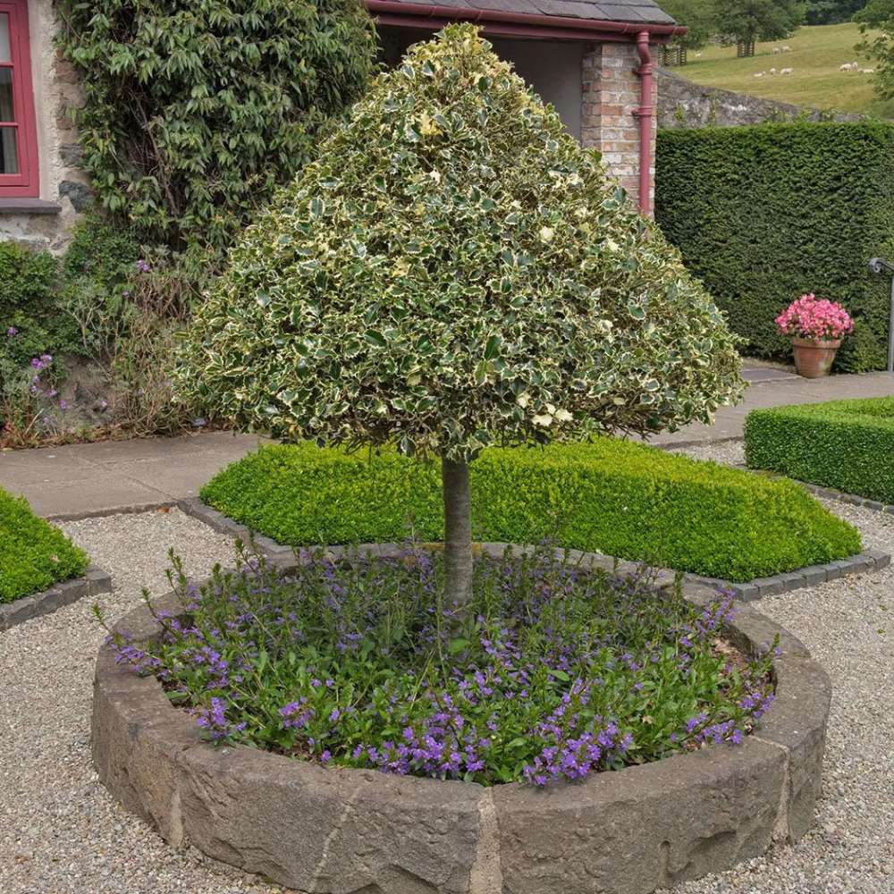 Laur Japonez (Ilex) Argentea Marginata Tip Copacel, vesnic verde, frunze pestrite argintii, fructe rosii decorative, decor iarna