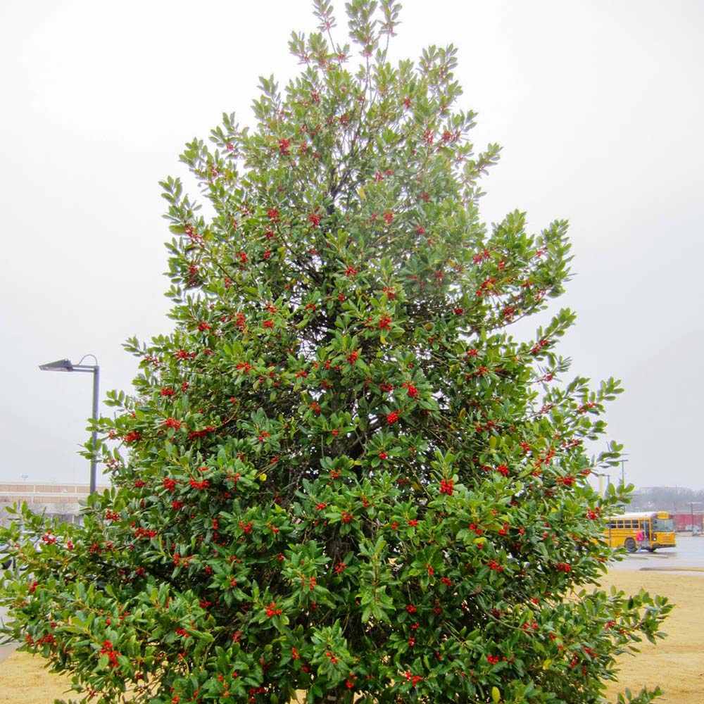 Laur Japonez (Ilex) J.C. van Tol, Vesnic Verde, Rezistent la Inghet, crestere piramidala