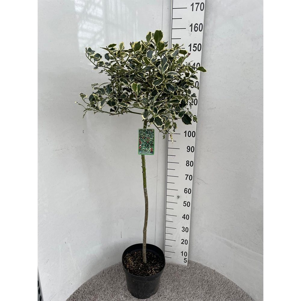 Laur Japonez (Ilex) Argentea Marginata Tip Copacel, vesnic verde, frunze pestrite argintii, fructe rosii decorative, decor iarna
