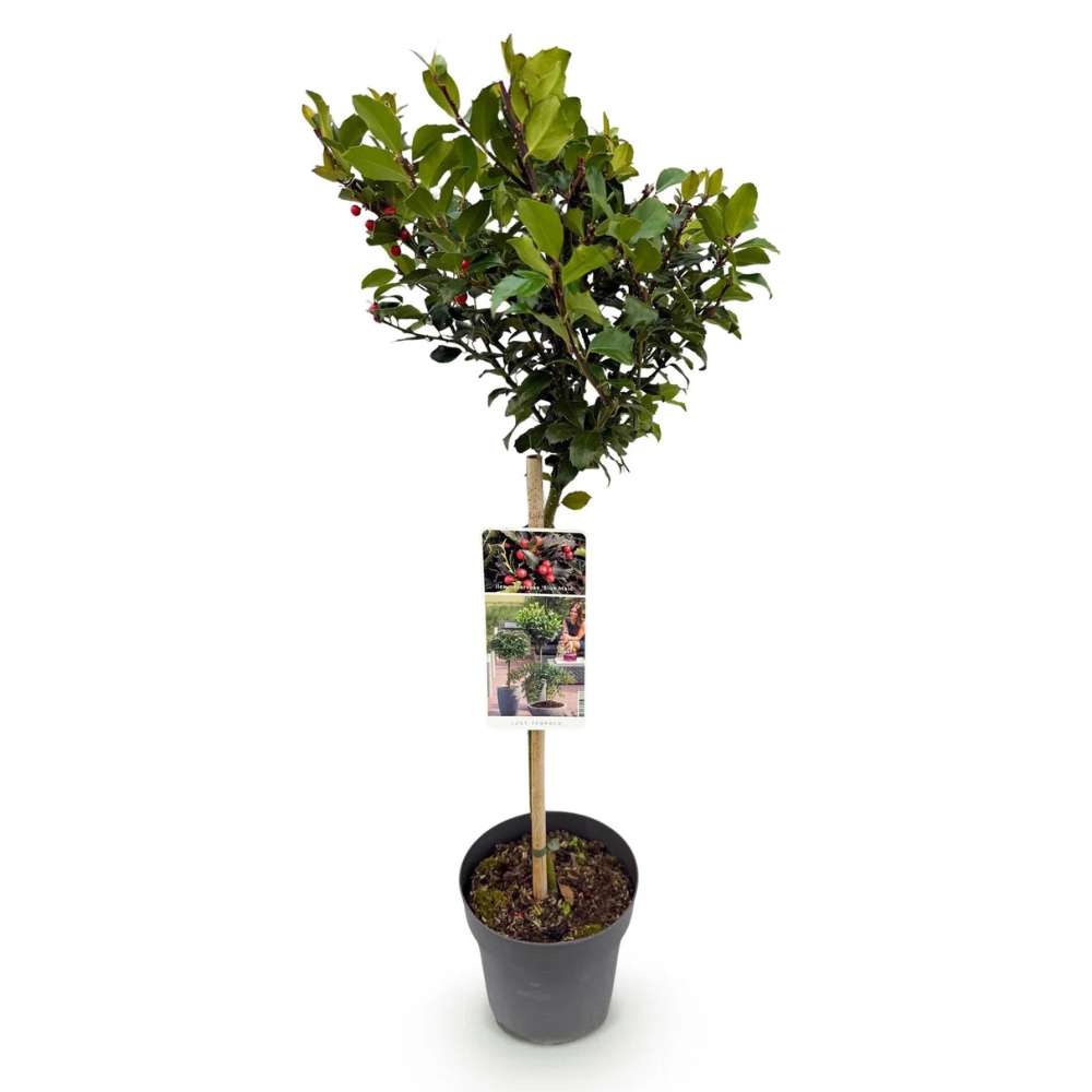 Ilex Blue Maid Copacel, frunzis verde-inchis, vesnic verde, fructe rosii decorative, decor iarna