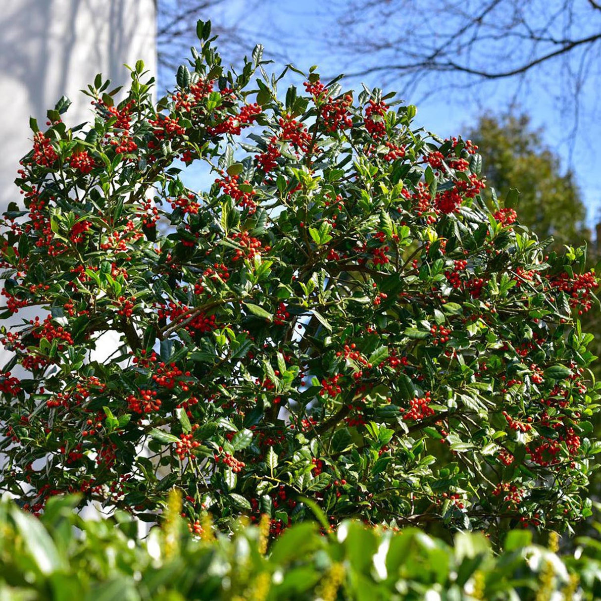 Laur Ilex Golden Van Tol