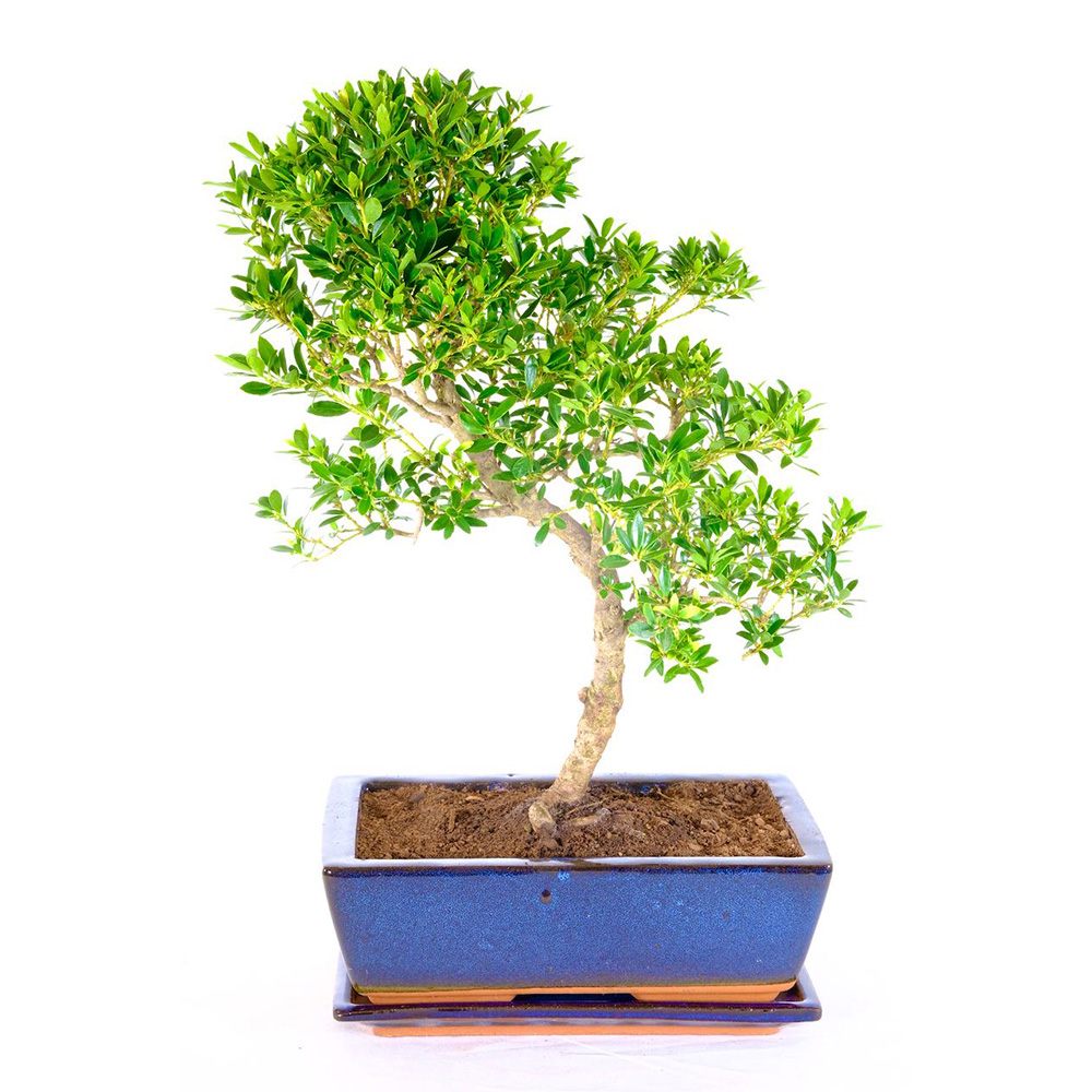 Aranjament Bonsai cu Ilex Crenata, copacel ornamental vesnic verde, stil japonez, ideal interior exterior - 30 cm
