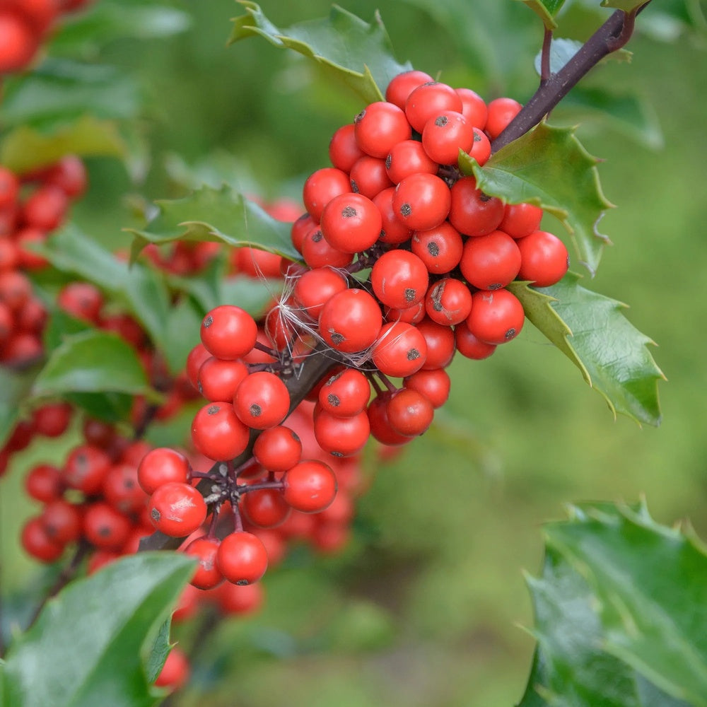 Laur Japonez Ilex meserveae Blue Princess, fructe rosii, frunzis vesnic verde, gard viu ideal