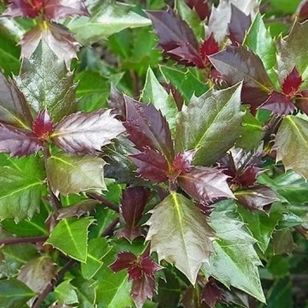 Laur Japonez Ilex Heckenstar, ilice pentru gard viu, vesnic verde, fructe rosii iarna, crestere rapida
