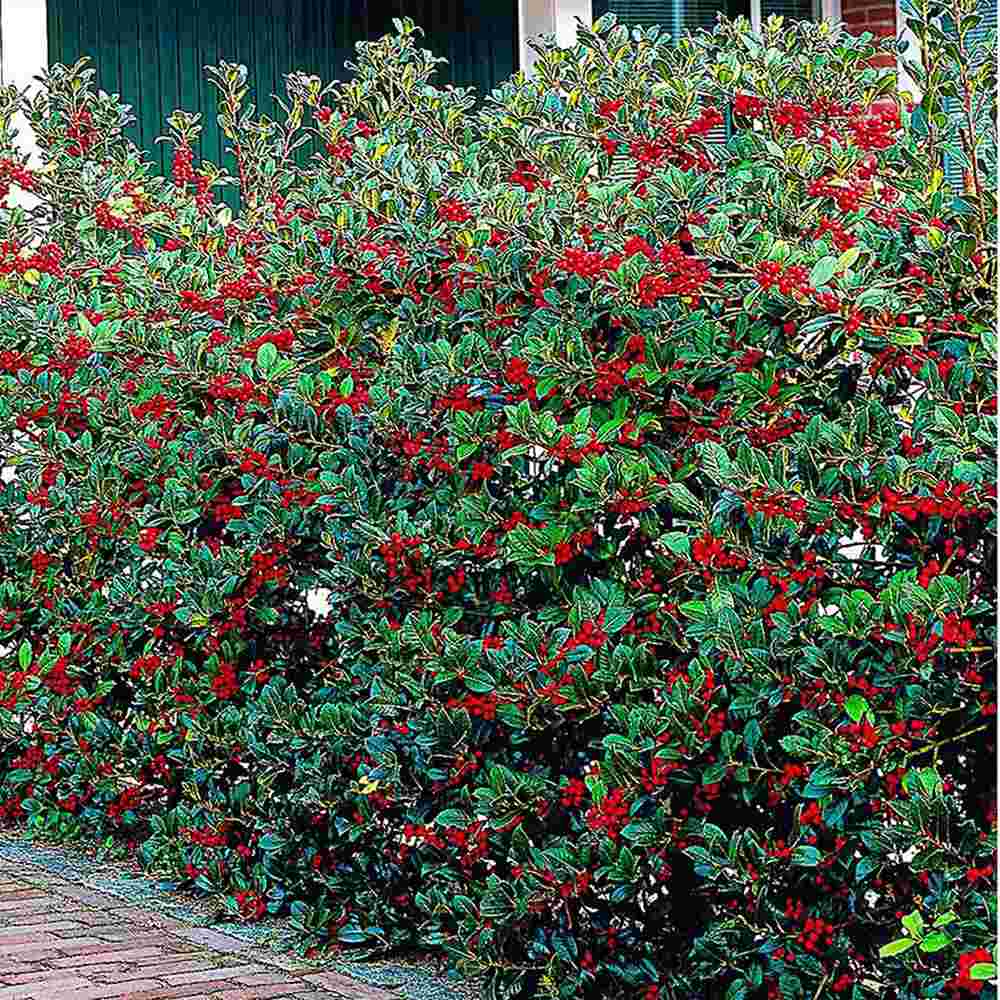 Laur Japonez Ilex Heckenstar, ilice pentru gard viu, vesnic verde, fructe rosii iarna, crestere rapida