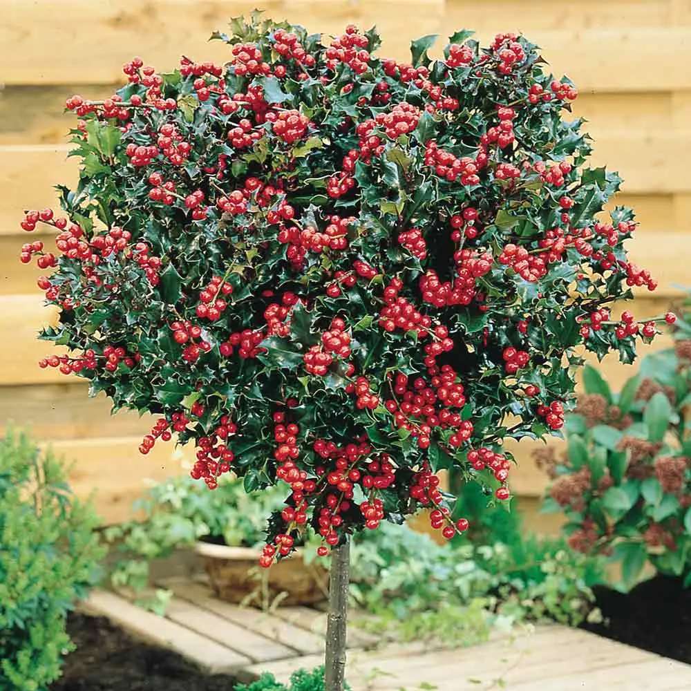 Laur Japonez (Ilex) Heckenfee Tip Copacel, arbore vesnic verde, fructe rosii decorative, coroana compacta, pentru gradini mici