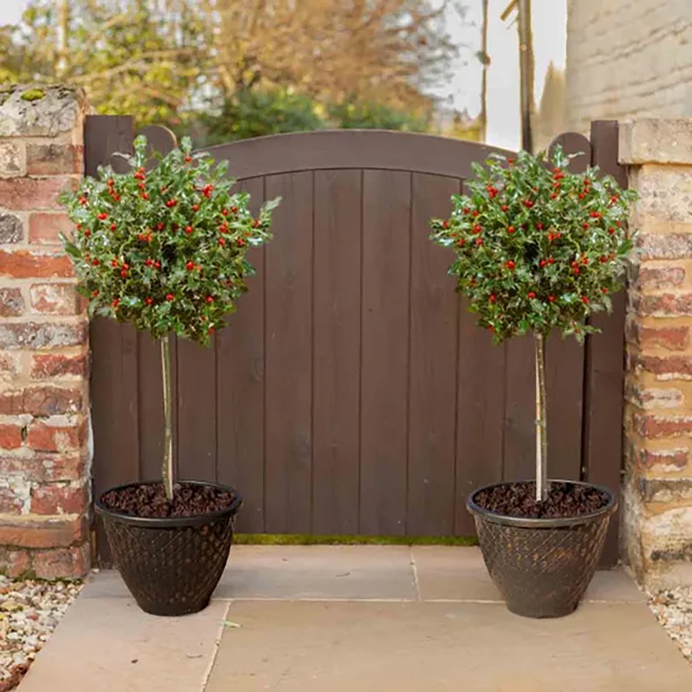 Laur Japonez (Ilex) Heckenfee Tip Copacel, arbore vesnic verde, fructe rosii decorative, coroana compacta, pentru gradini mici