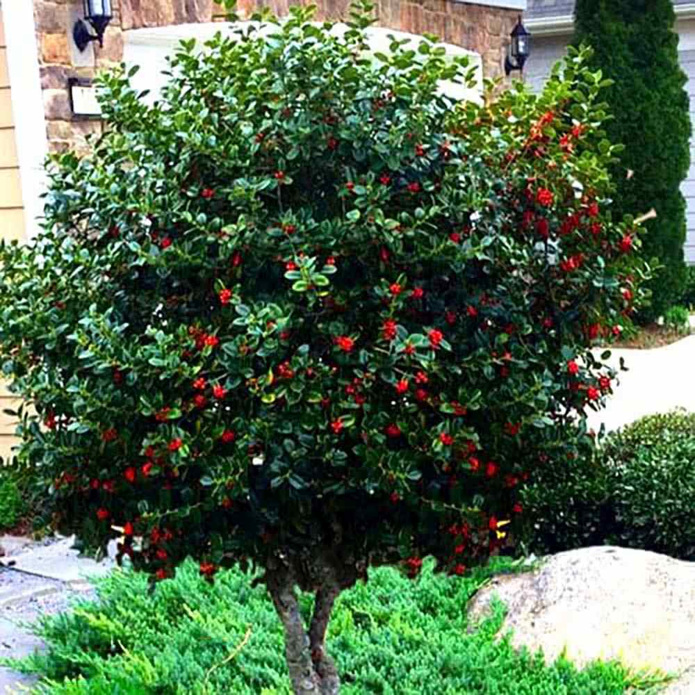 Laur Japonez (Ilex) Heckenfee Tip Copacel, arbore vesnic verde, fructe rosii decorative, coroana compacta, pentru gradini mici