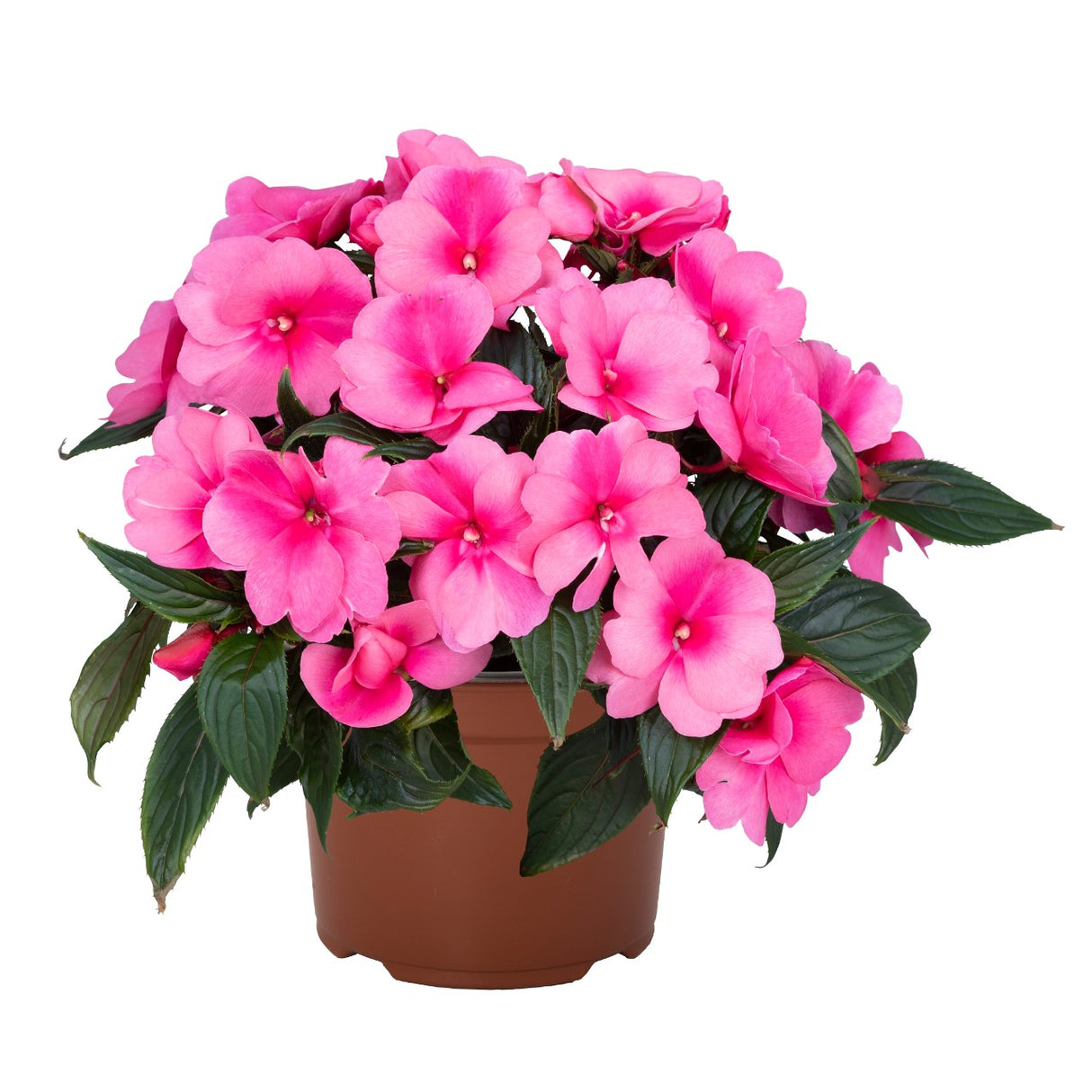 Sporul casei New Guinea Tamarinda Pink, flori roz spectaculoase pentru balcon si gradina