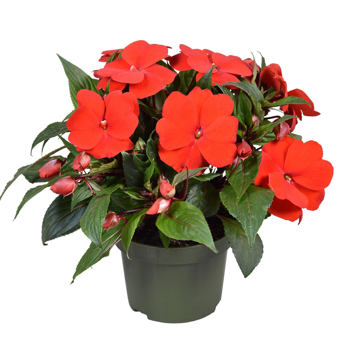 Sporul casei New Guinea Petticoat Dark Red, flori rosii spectaculoase pentru balcon si gradina