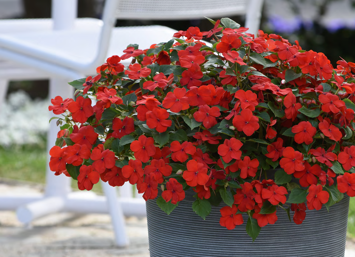 Sporul casei New Guinea Petticoat Dark Red, flori rosii spectaculoase pentru balcon si gradina