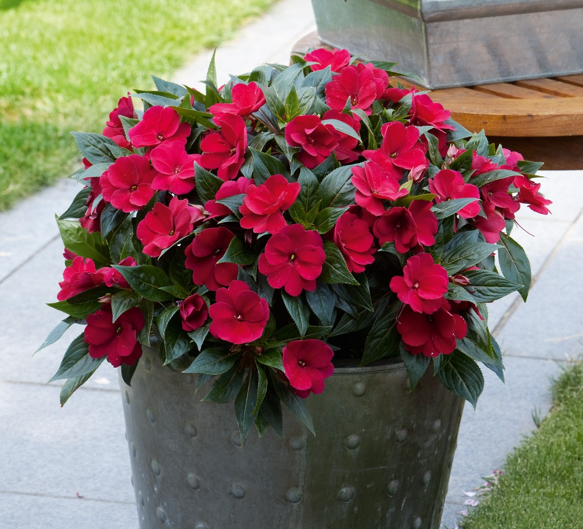 Sporul casei New Guinea Petticoat Dark Red, flori rosii spectaculoase pentru balcon si gradina