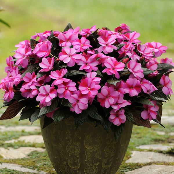 Sporul casei New Guinea Petticoat purple, flori violet/mov spectaculoase pentru balcon si gradina