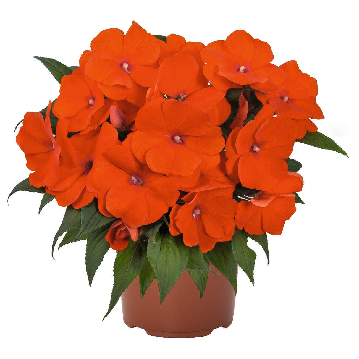 Sporul casei New Guinea Tamarinda Orange, flori portocalii spectaculoase pentru balcon si gradina