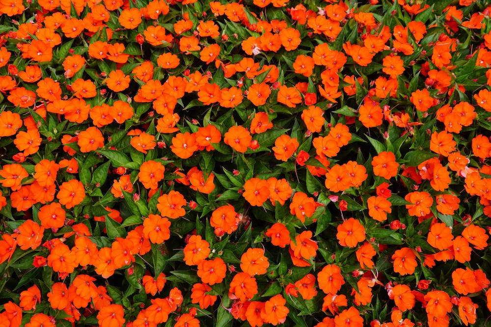 Sporul casei New Guinea Tamarinda Orange, flori portocalii spectaculoase pentru balcon si gradina