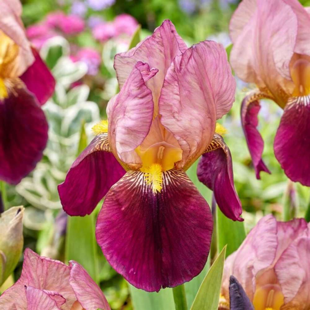 Iris Germanica (Stanjenel) Indian Chief, cu flori parfumate roz-lavanda burgundiu, crestere rapida, bulb plantat in ghiveci