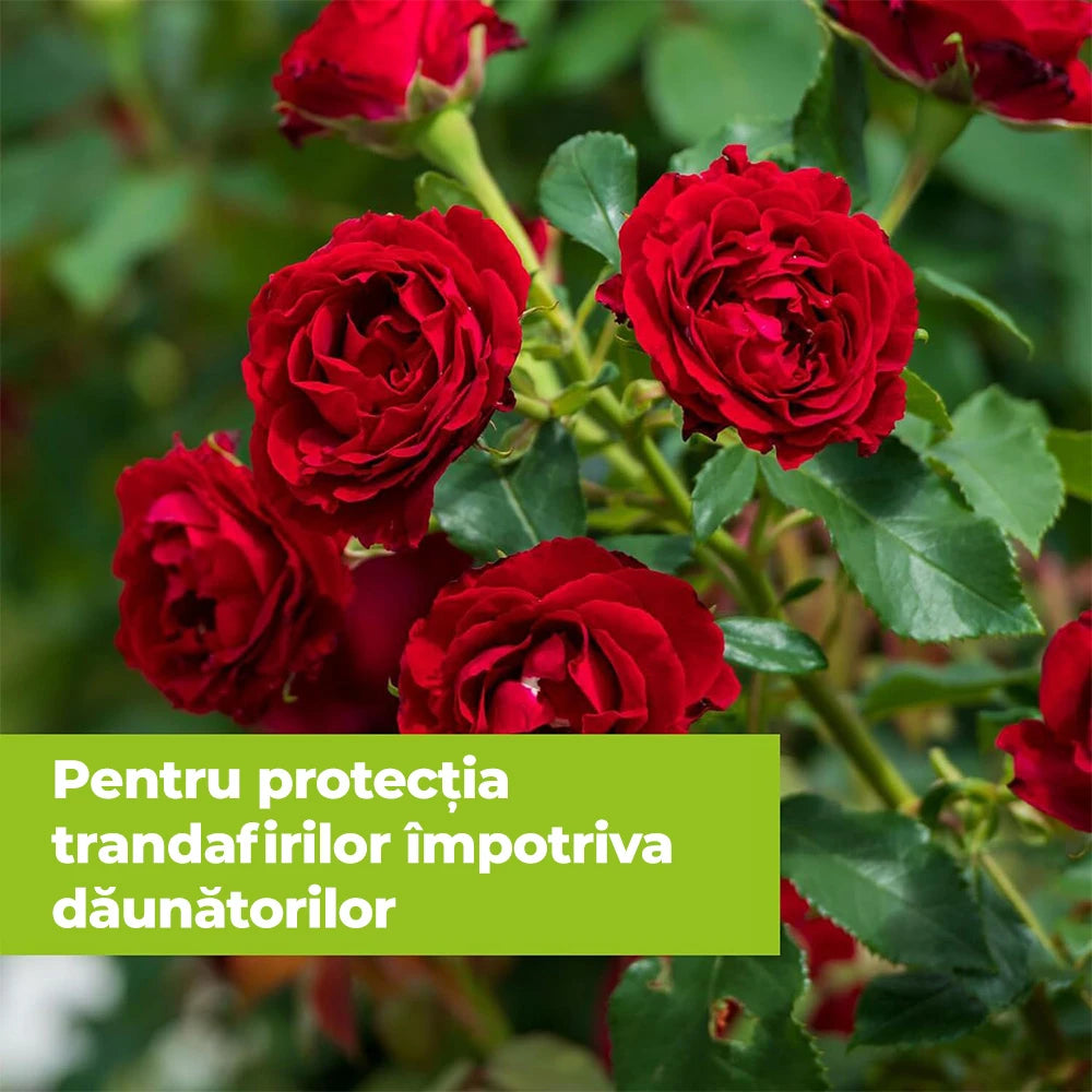 Insecticid pentru Plante Ornamentale si de Interior, 500 ml, PROTECT GARDEN