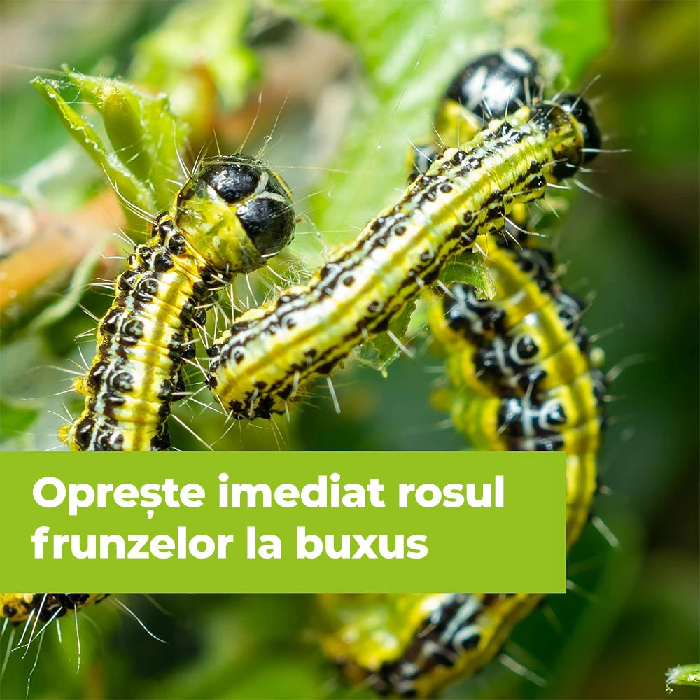 Insecticid pentru Plante Ornamentale si de Interior, 500 ml, PROTECT GARDEN