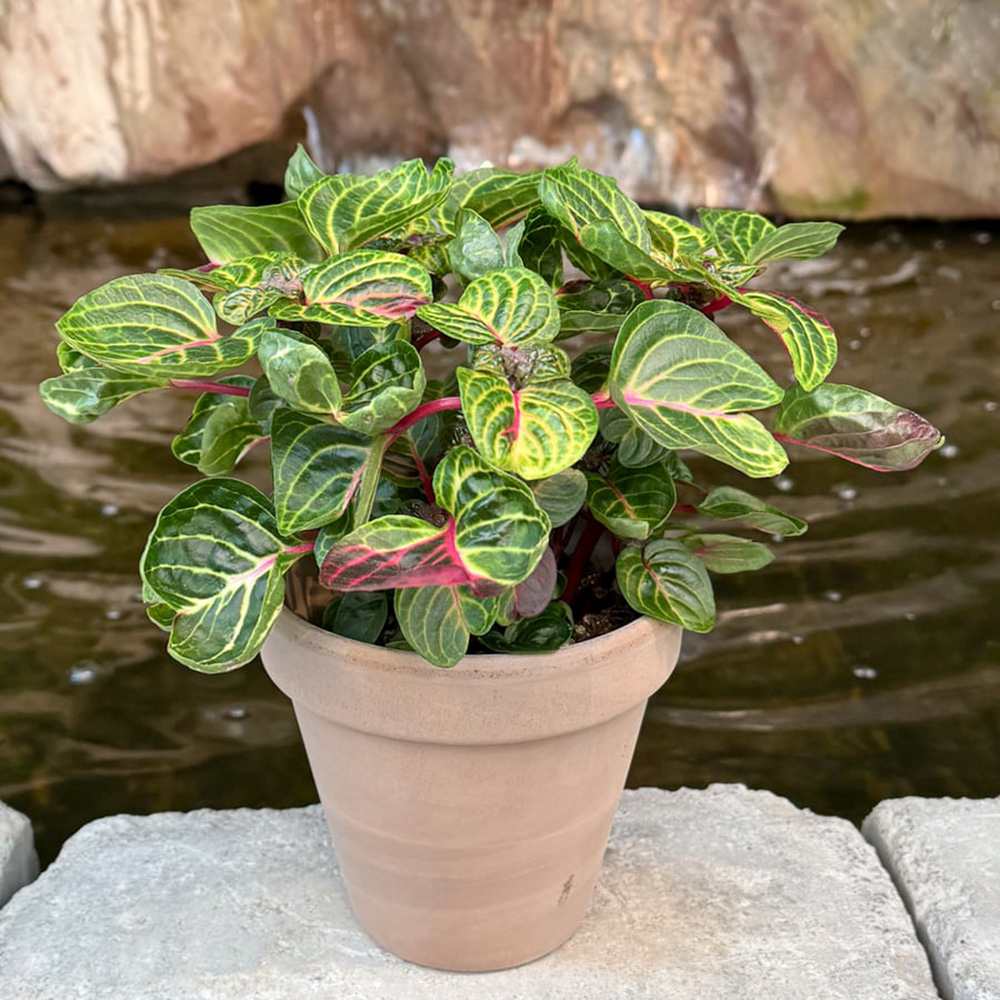 Iresine herbstii Rich Funnygold, planta decorativa cu frunze galben auriu si verde, planta tropicala colorata pentru casa si birou - 20 cm