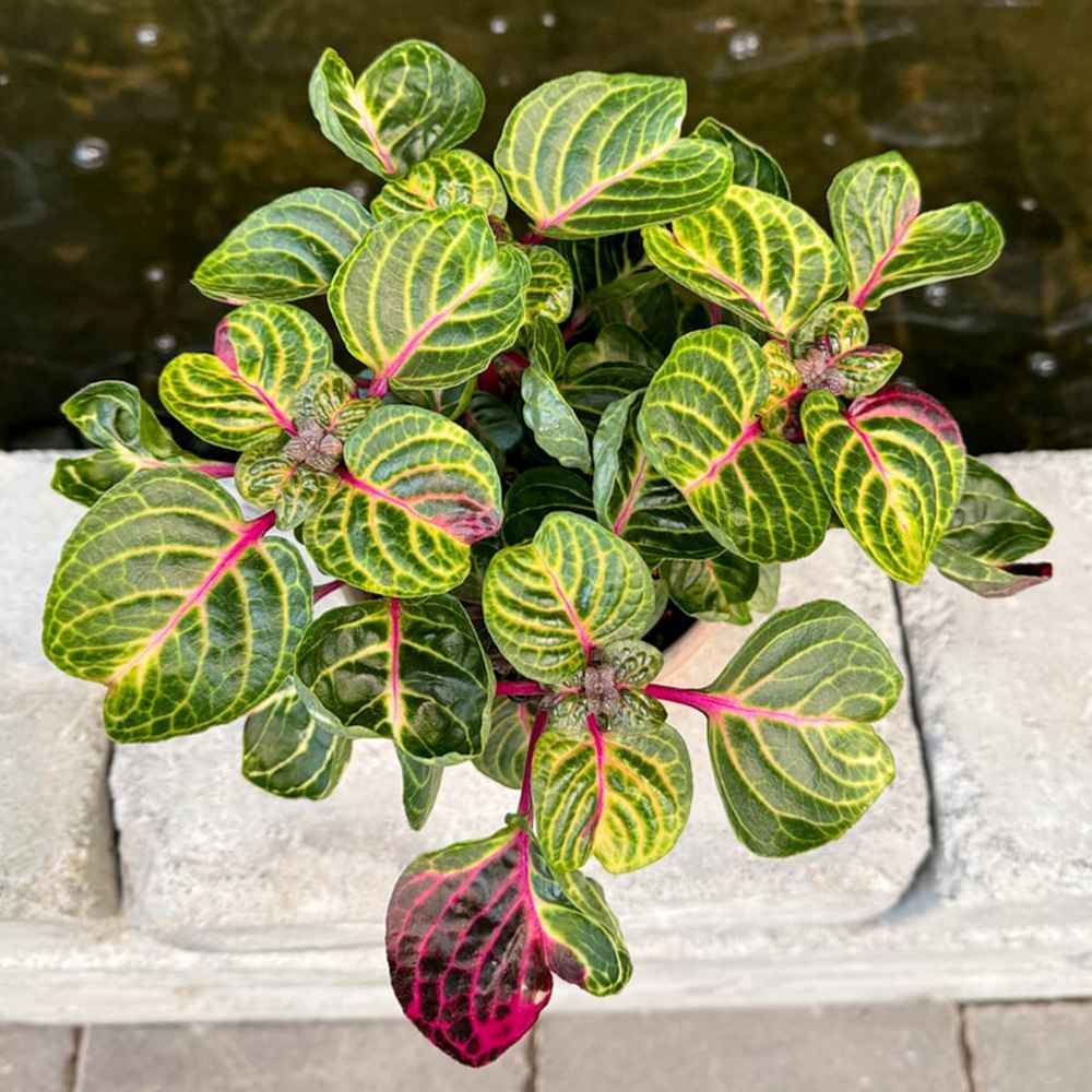 Iresine herbstii Rich Funnygold, planta decorativa cu frunze galben auriu si verde, planta tropicala colorata pentru casa si birou - 20 cm