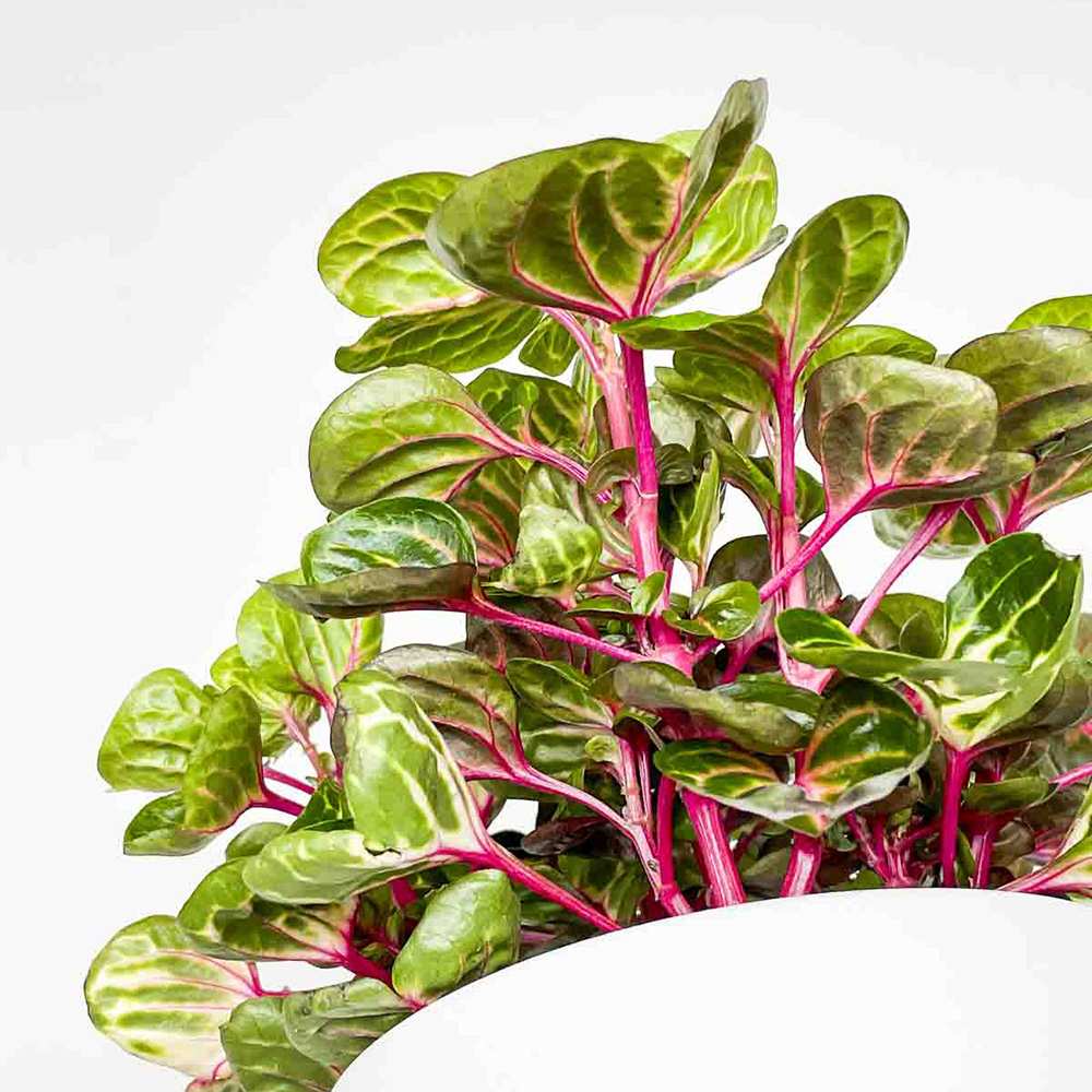 Iresine herbstii Rich Funnygold, planta decorativa cu frunze galben auriu si verde, planta tropicala colorata pentru casa si birou - 20 cm