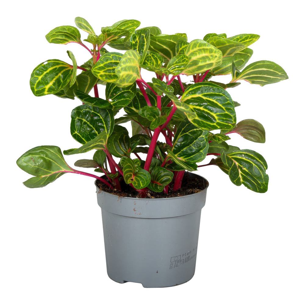 Iresine herbstii Rich Funnygold, planta decorativa cu frunze galben auriu si verde, planta tropicala colorata pentru casa si birou - 20 cm