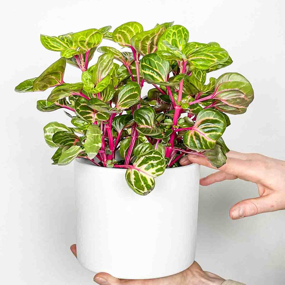 Iresine herbstii Rich Funnygold, planta decorativa cu frunze galben auriu si verde, planta tropicala colorata pentru casa si birou - 20 cm