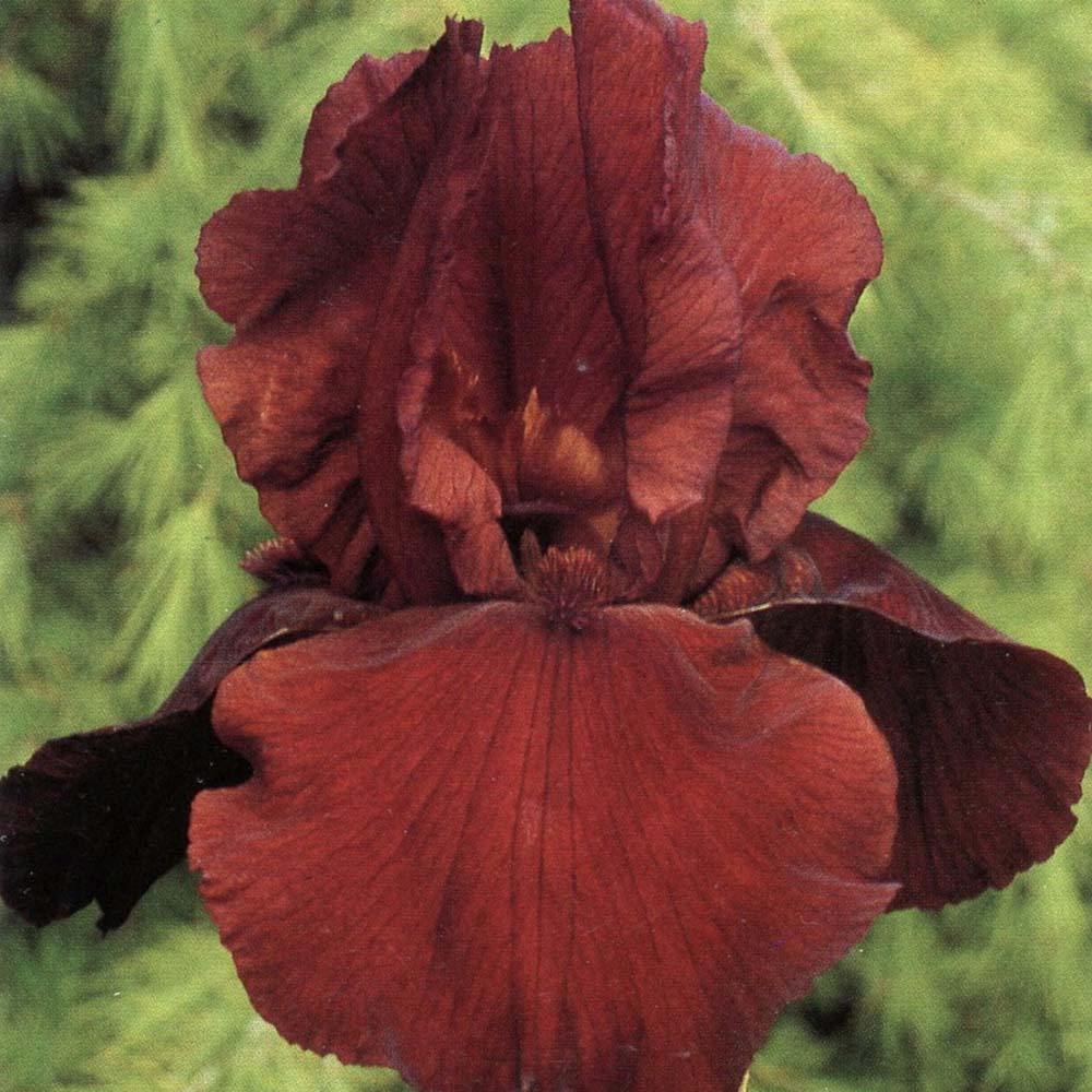 Iris Germanica (Stanjenel) Samurai Warrior, cu flori rosu-bordo parfumate, crestere rapida, bulb plantat In ghiveci