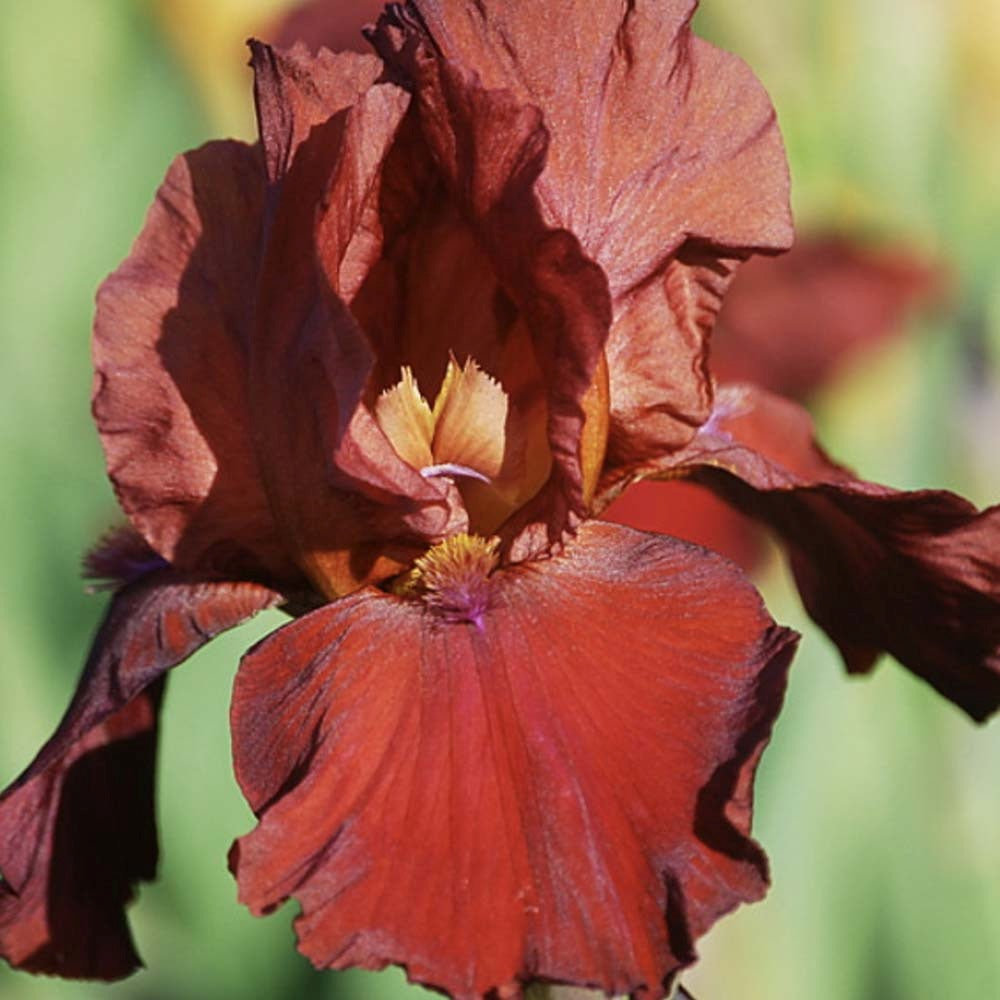 Iris Germanica (Stanjenel) Samurai Warrior, cu flori rosu-bordo parfumate, crestere rapida, bulb plantat In ghiveci