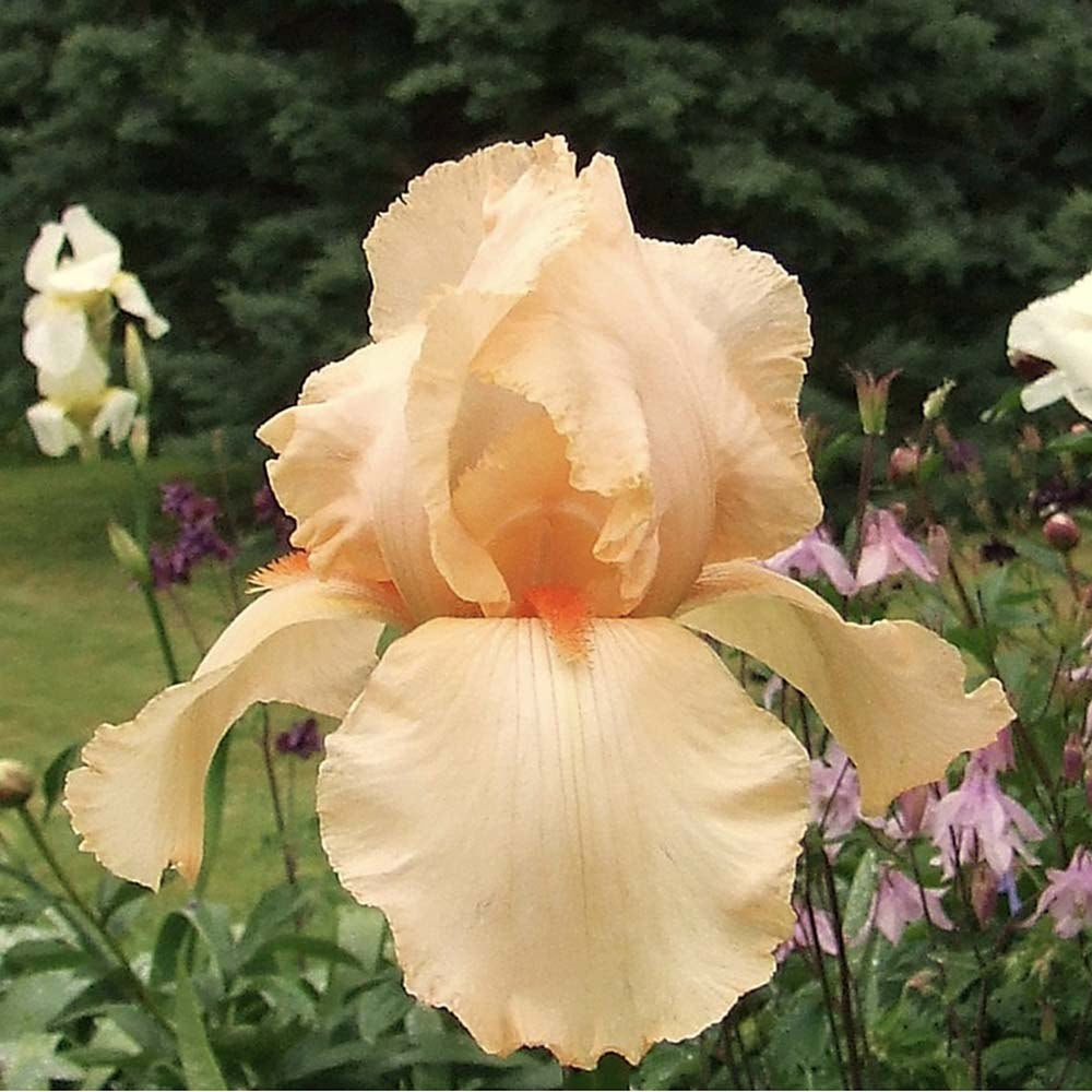 Iris Germanica (Stanjenel) Lunar Fire, cu flori aurii-piersic parfumate, crestere rapida, bulb plantat In ghiveci