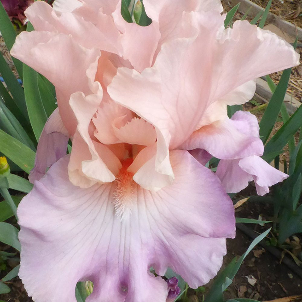 Iris Germanica (Stanjenel) Blushing Pink, cu flori roz-pal parfumate, crestere rapida, bulbi plantat in ghiveci
