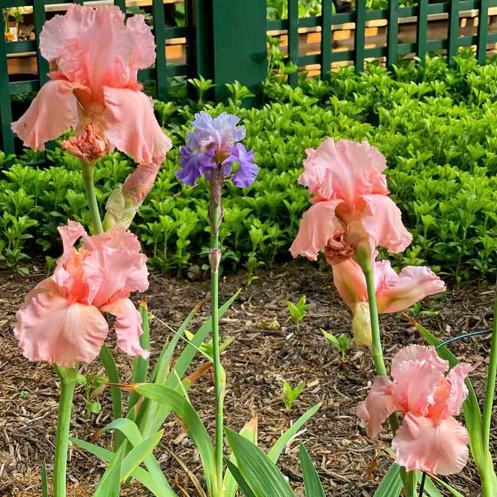 Iris Germanica (Stanjenel) Blushing Pink, cu flori roz-pal parfumate, crestere rapida, bulbi plantat in ghiveci