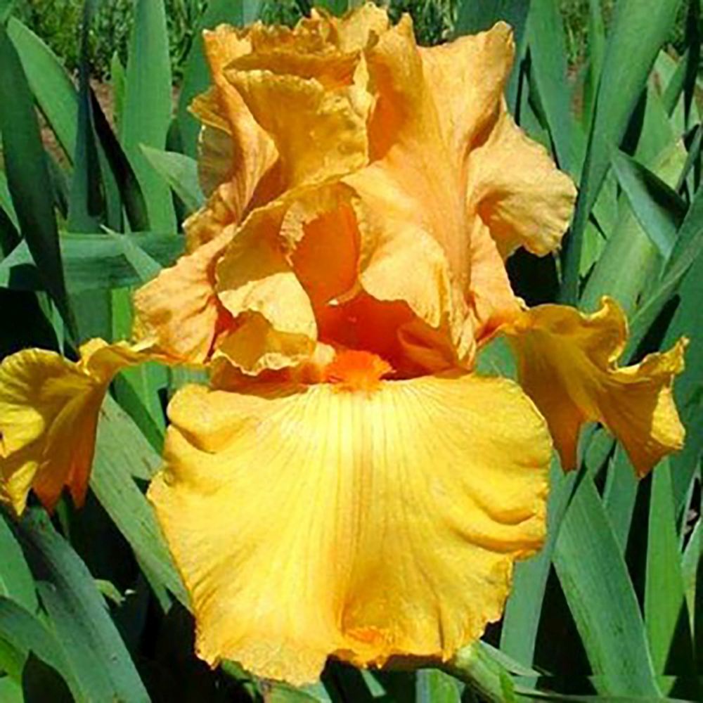 Iris Germanica (Stanjenel) Fresno Calypso, cu flori aurii-portocaliu parfumate, crestere rapida, bulb plantat In ghiveci