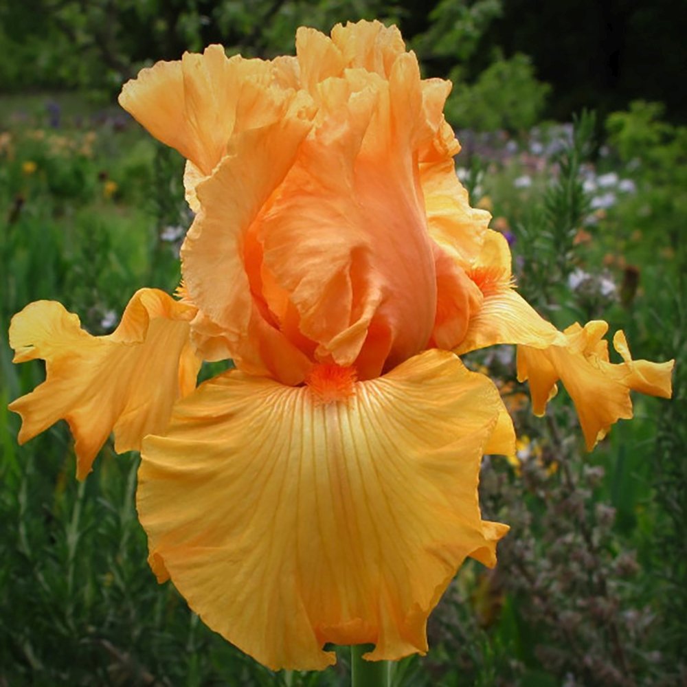 Iris Germanica (Stanjenel) Fresno Calypso, cu flori aurii-portocaliu parfumate, crestere rapida, bulb plantat In ghiveci