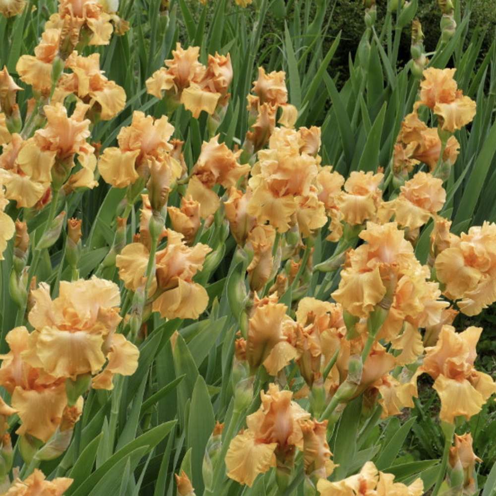 Iris Germanica (Stanjenel) Fresno Calypso, cu flori aurii-portocaliu parfumate, crestere rapida, bulb plantat In ghiveci