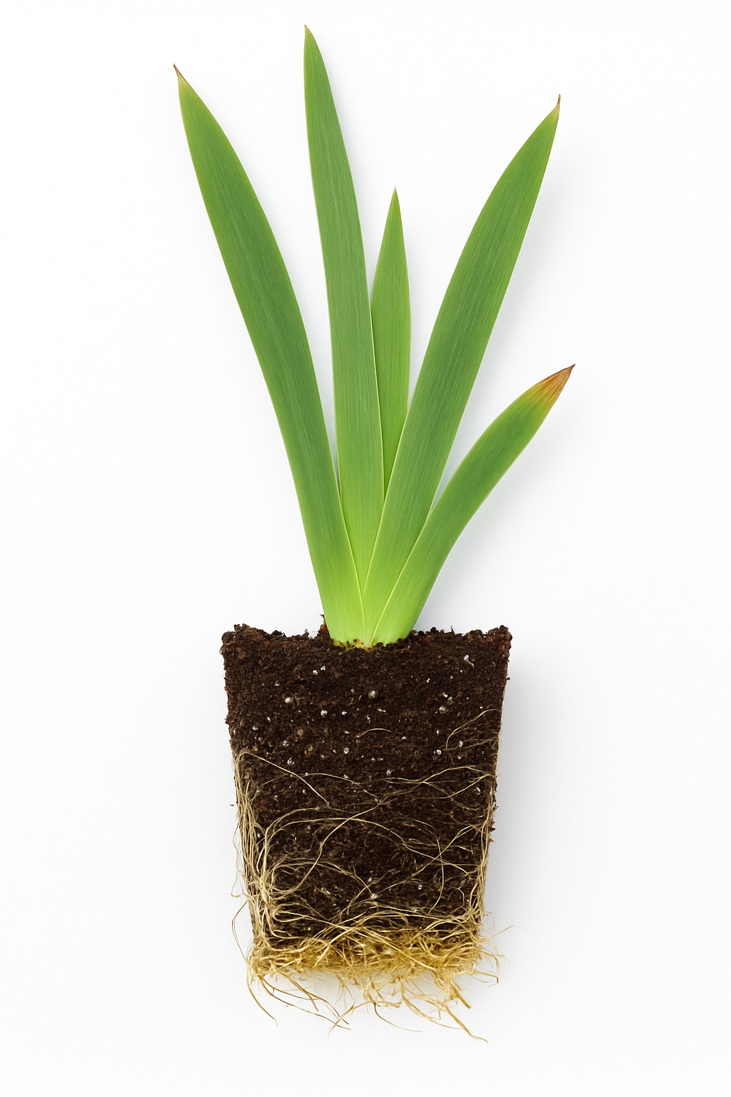 Iris Germanica (Stanjenel) Ola Kala, cu flori galbene parfumate, crestere rapida, bulb plantat In ghiveci