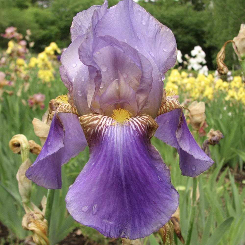 Iris Germanica (Stanjenel) Lent A. Williamson, cu flori mari parfumate mov-lavanda, crestere rapida, bulb plantat in ghiveci