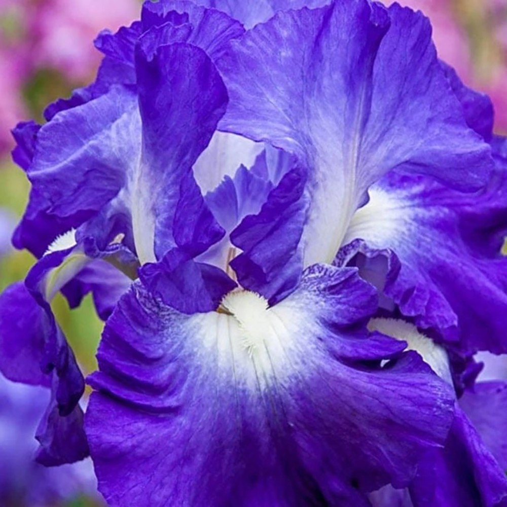 Iris Germanica (Stanjenel) City Lights, cu flori albastre-albe parfumate, crestere rapida, bulb plantat in ghiveci