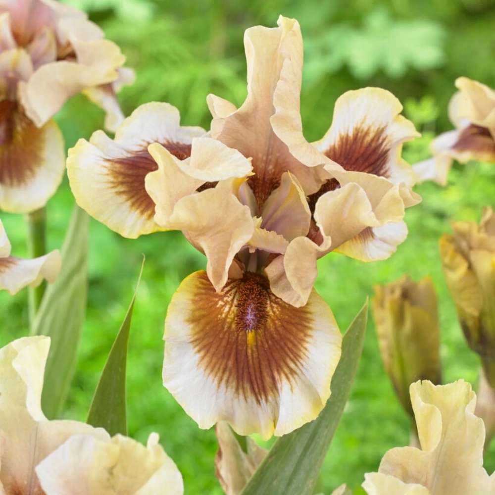 Iris Germanica (Stanjenel) Zing Me, cu flori parfumate violet albastre crestere rapida, bulb plantat in ghiveci