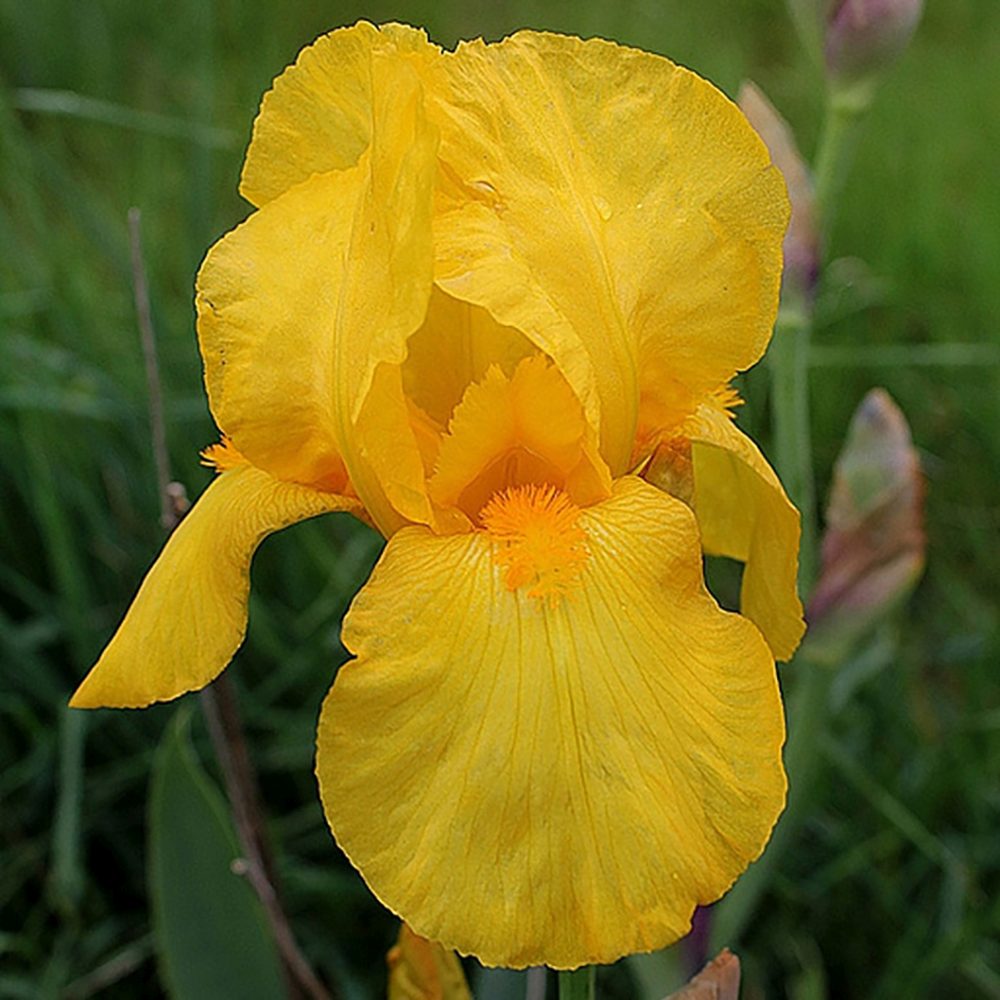 Iris Germanica (Stanjenel) Ola Kala, cu flori galbene parfumate, crestere rapida, bulb plantat In ghiveci