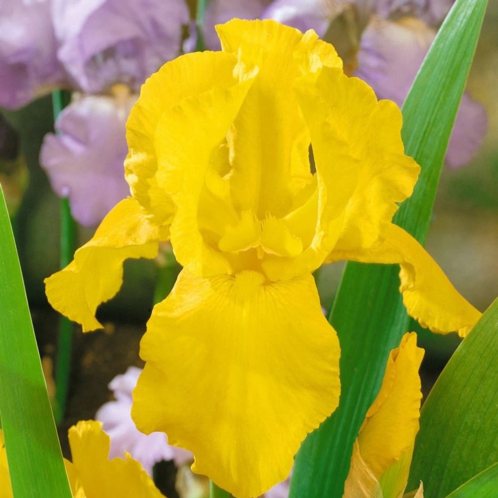 Iris Germanica (Stanjenel) Ola Kala, cu flori galbene parfumate, crestere rapida, bulb plantat In ghiveci